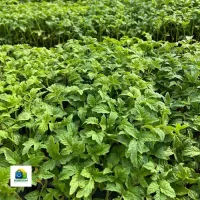 نشا گوجه 8320
