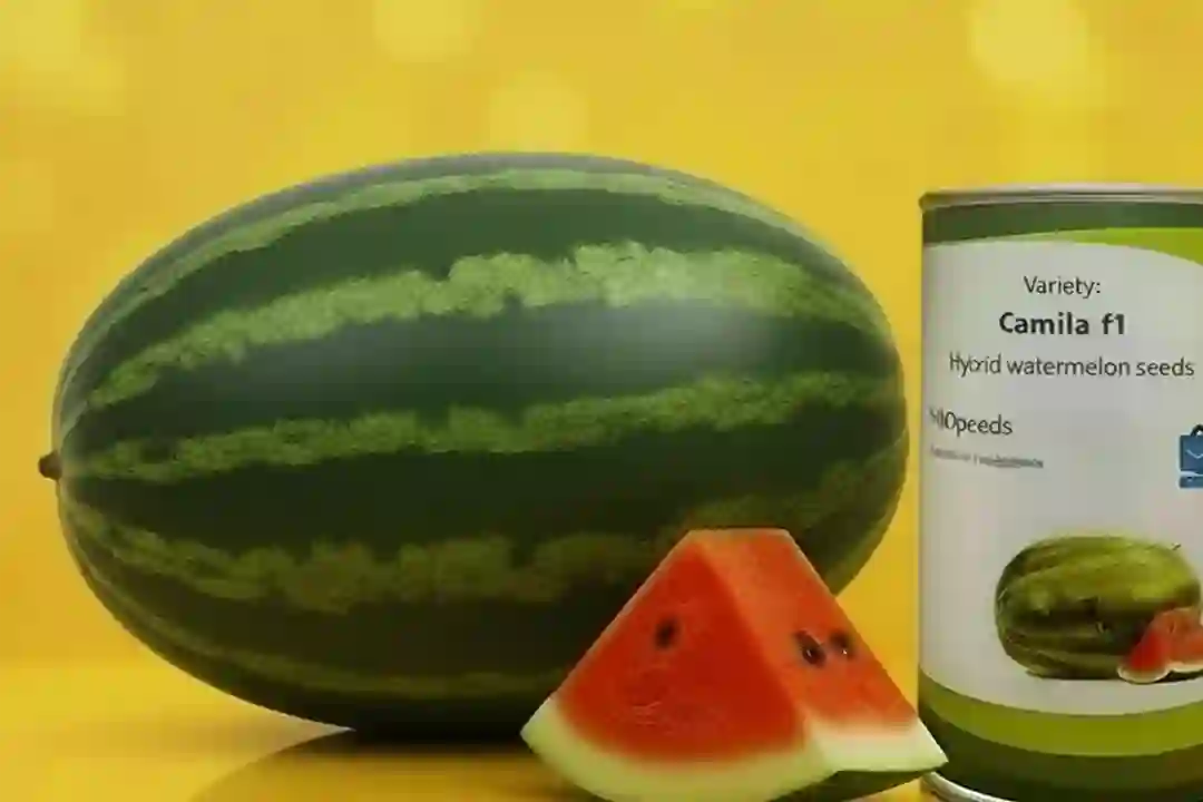 oval watermelon seeds f1